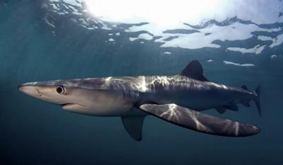 Blue shark Prionace glauca